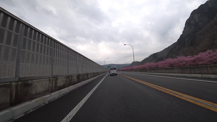 伊豆の高速道路沿いに桜が咲いてました。河津さくら祭りも期待できそうです